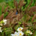 Cosmos bipinnatus 'Snow Puff'